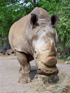 The Knoxville Zoo posted this photo of a white rhino on its animal information pages.